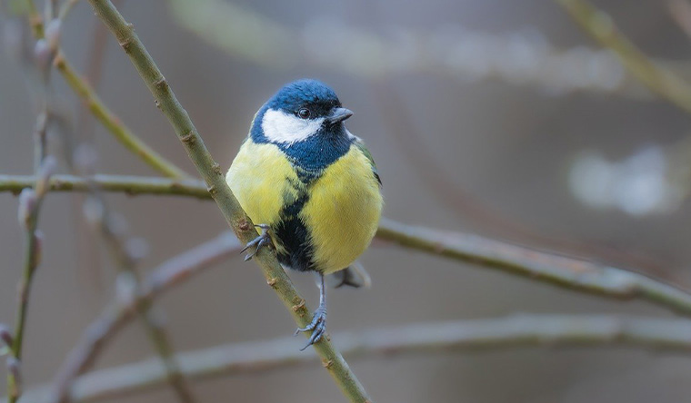 Bird sitting on a branch