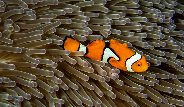 clownfish underwater