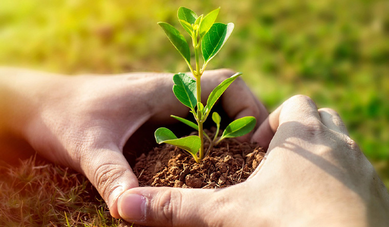Hands holding plant