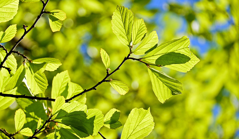 tree leaves