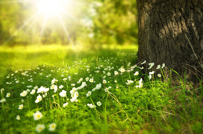 nature image