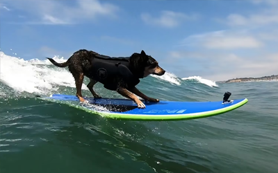 dog surfing