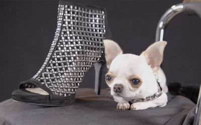 Dog with shoe