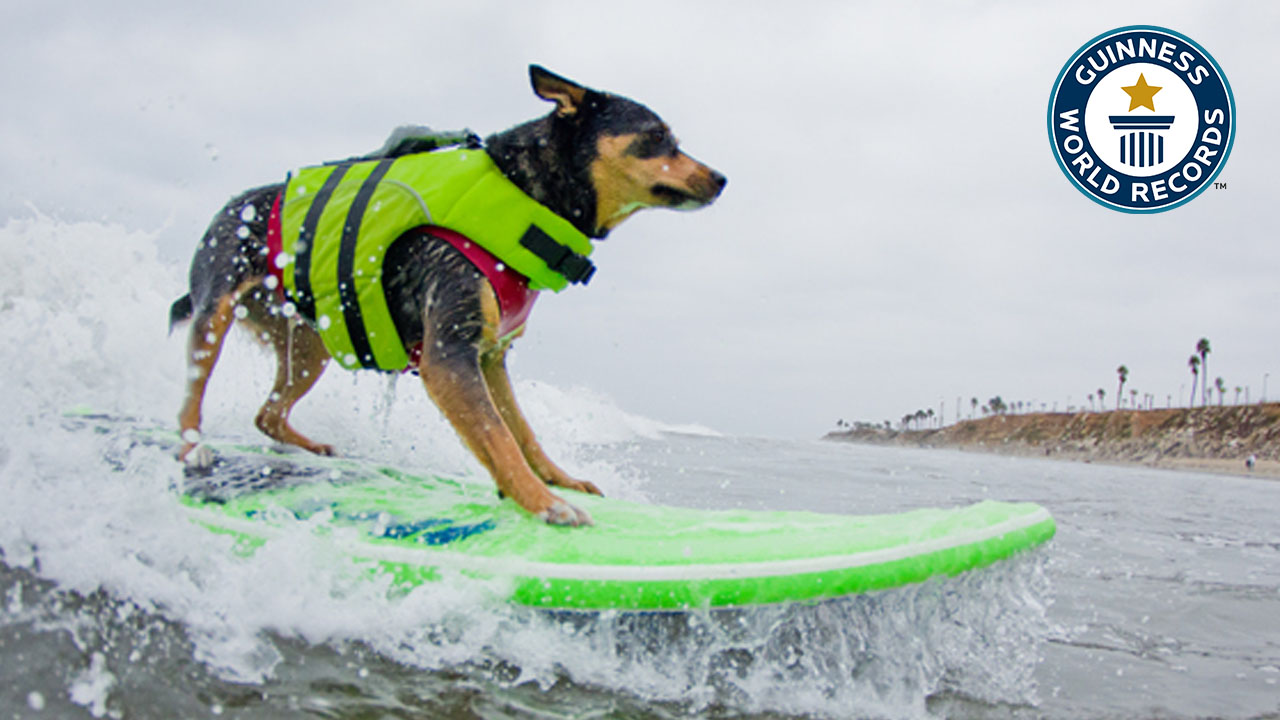 Dog surfing