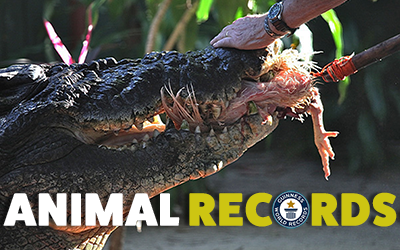 Record-breaking ANIMALS - Ep.2 🐊
