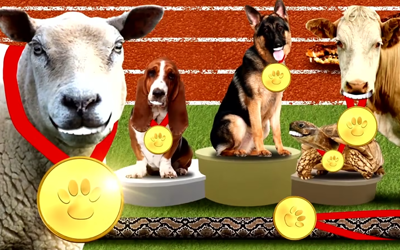 animalympics thumbnail