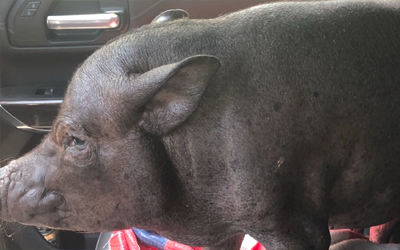 baby jane - worlds oldest pig