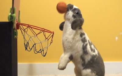 bini the bunny slam dunking