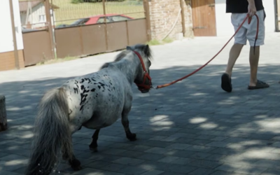 world's smallest horse