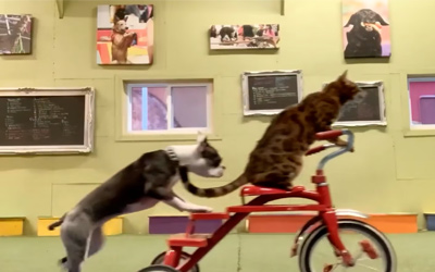 dog pushing cat on scooter