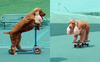coda the dog doing tricks