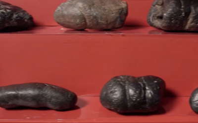 different dinosaur poo