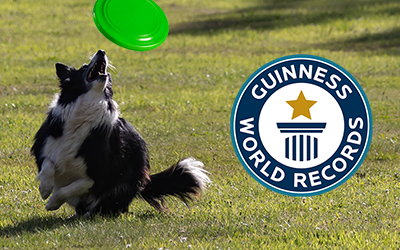 Sully breaks frisbee-catching record!