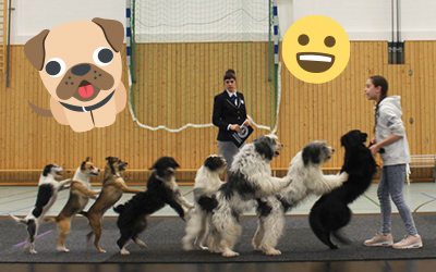 dogs doing the conga
