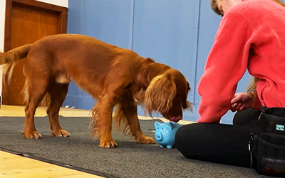 Record-breaking dog inserts coins into piggy bank!