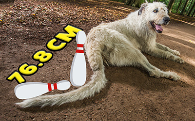 the dog with longest tail laying on ground