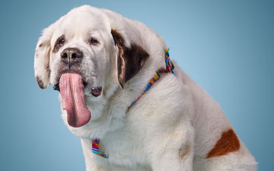 dog with longest tongue