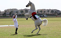horse on hind legs