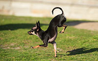 dog on front paws