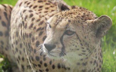 a cheetah on grass