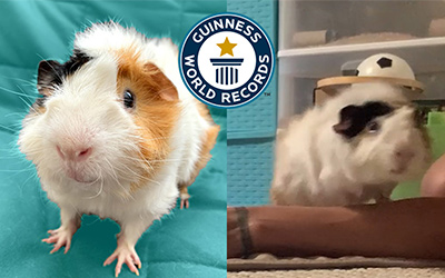 2 guinea pigs