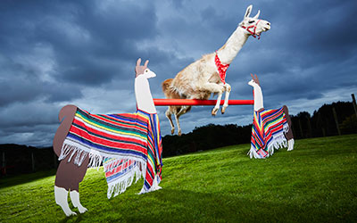 a llama jumping high