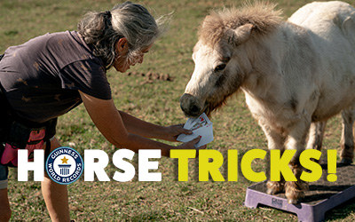 Miniature horse breaks record 🐴