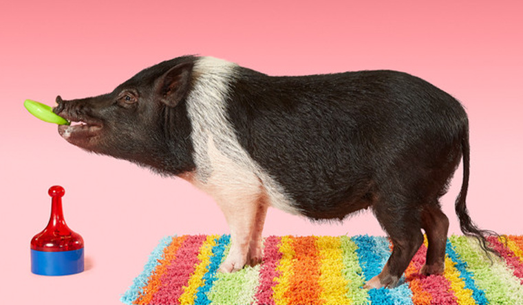 joy the pig on colourful rug