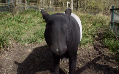 kingut the tapir