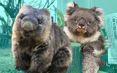 koala and a wombat