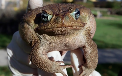 World's largest toad