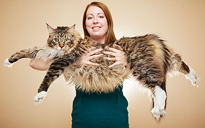 longest domestic cat being held by owner