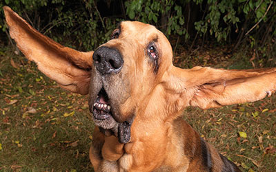 dog with longest ears
