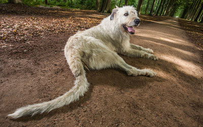 dog with the longest tail laying on floor