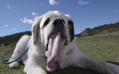 longest tongue on a dog