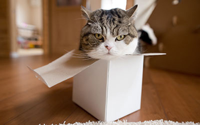 maru the cat in a small box