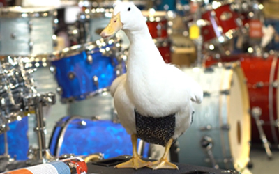 a duck next to drums