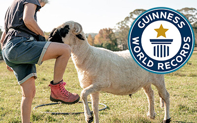 Sheep breaks record 🐑