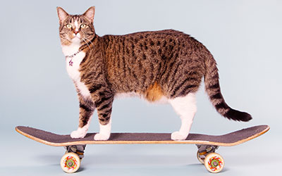 cat on a skateboard