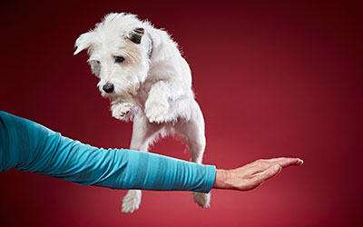 dog performing a trick in red background
