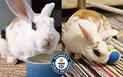 picture of 2 rabbits