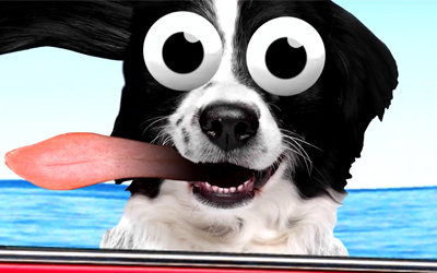 dog with cartoon eyes and cartoon tongue