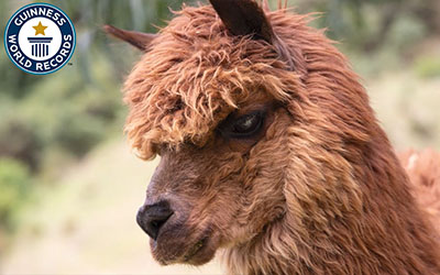 Alpaca close up