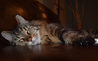 Oldest cat laying down