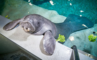 the oldest manatee