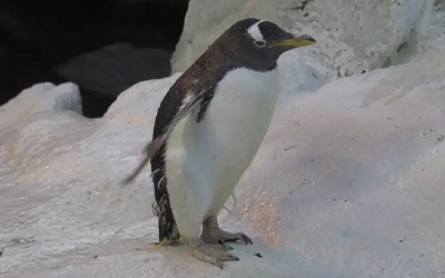 the oldest penguin