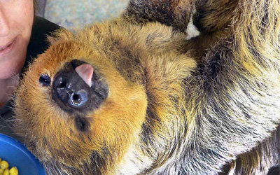 50-year-old Paula the Sloth