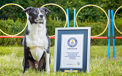 neo, the parkour collie next to gwr certificate