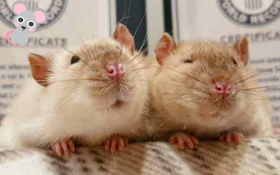 rats looking happy