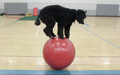 dog on top of a walking globe